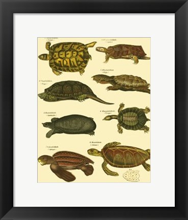 Framed Tortoise Print