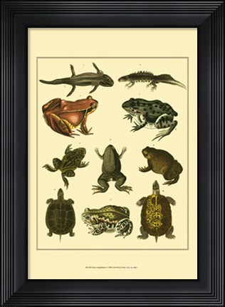 Framed Amphibians Print