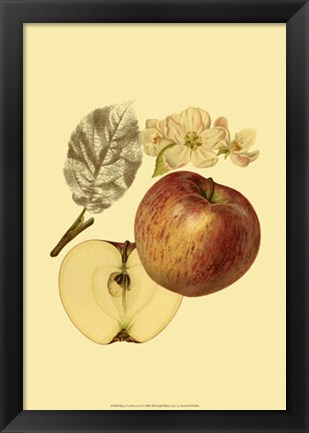 Framed Ripe for Harvest I Print