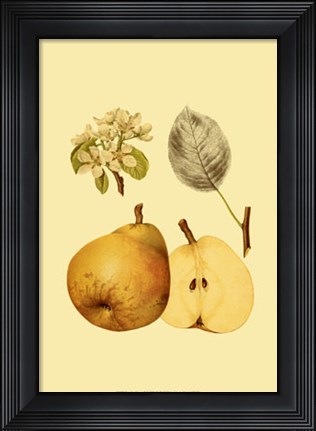 Framed Ripe for Harvest II Print