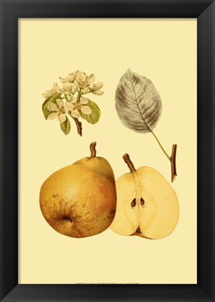 Framed Ripe for Harvest II Print