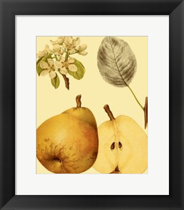 Framed Ripe for Harvest II Print