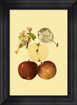 Framed Ripe for Harvest IV Print