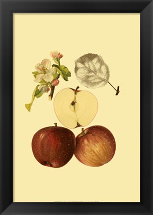 Framed Ripe for Harvest IV Print
