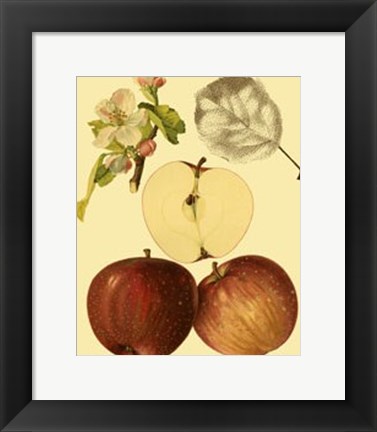 Framed Ripe for Harvest IV Print