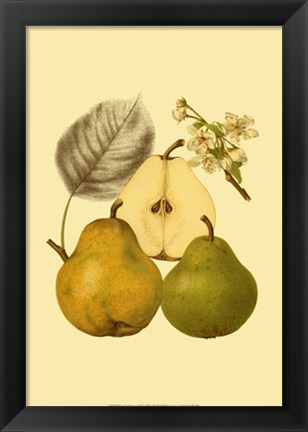 Framed Ripe for Harvest III Print
