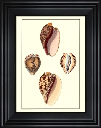 Framed Cymbidum Shells Print