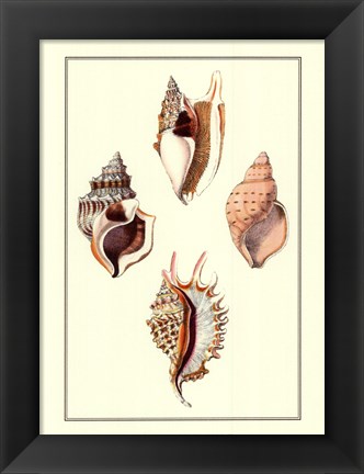 Framed Strombus Shells Print