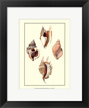 Framed Strombus Shells Print
