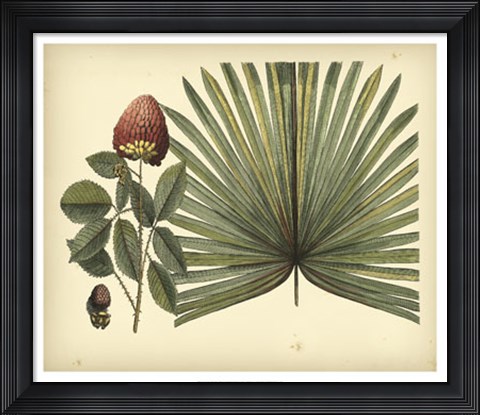 Framed Antique Brazilian Palm Print