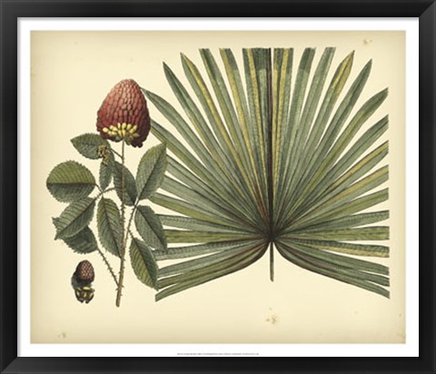 Framed Antique Brazilian Palm Print