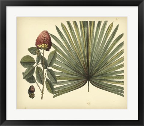 Framed Antique Brazilian Palm Print