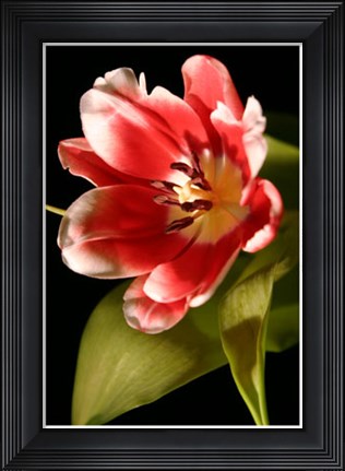 Framed Red Tulip I Print