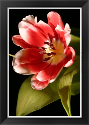 Framed Red Tulip I Print