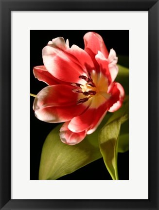 Framed Red Tulip I Print