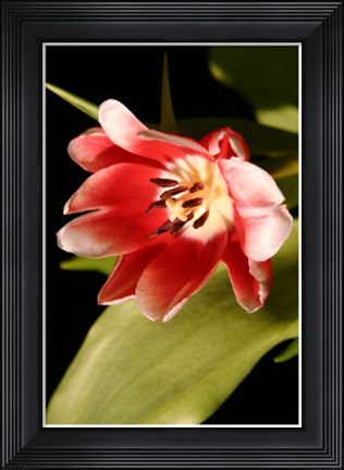Framed Red Tulip II Print