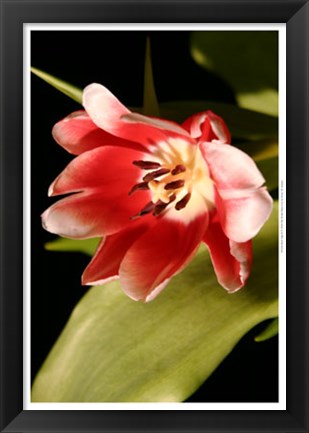 Framed Red Tulip II Print