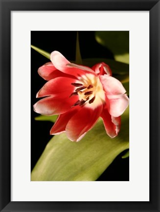 Framed Red Tulip II Print