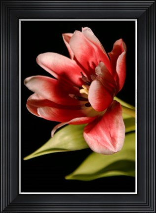 Framed Red Tulip III Print