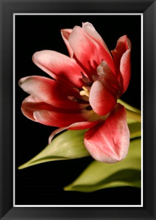 Framed Red Tulip III Print