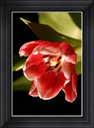 Framed Red Tulip IV Print