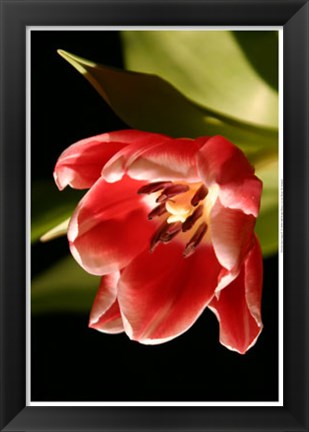 Framed Red Tulip IV Print