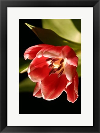 Framed Red Tulip IV Print