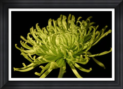 Framed Fuji Mum II Print