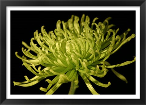 Framed Fuji Mum II Print