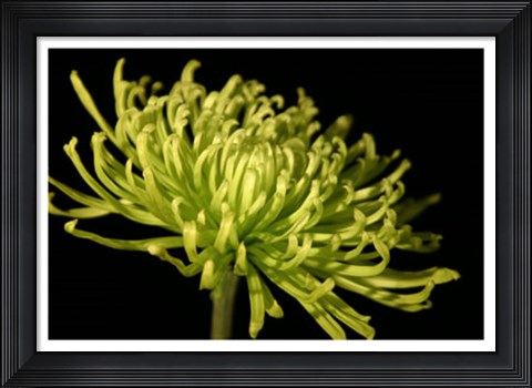 Framed Fuji Mum III Print