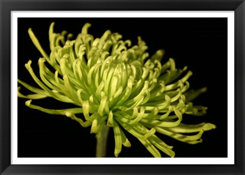 Framed Fuji Mum III Print