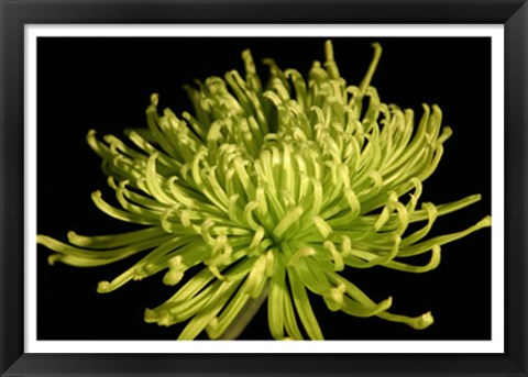 Framed Fuji Mum IV Print