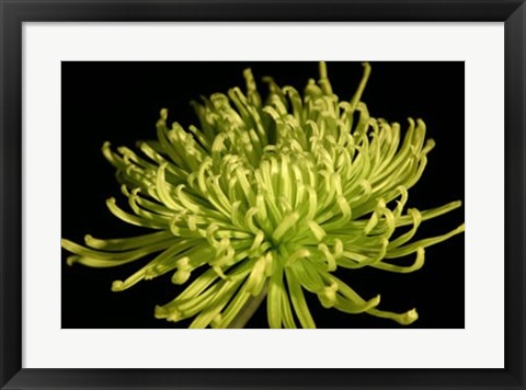 Framed Fuji Mum IV Print