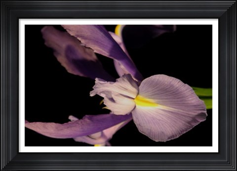 Framed Sweet Iris I Print