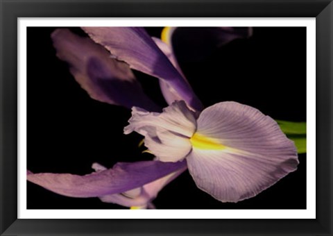 Framed Sweet Iris I Print