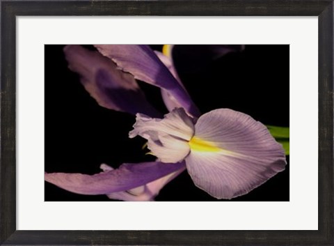Framed Sweet Iris I Print