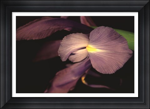 Framed Sweet Iris II Print