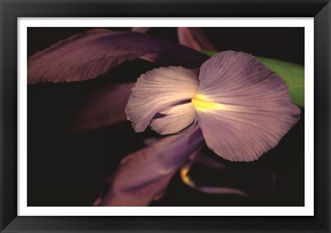 Framed Sweet Iris II Print