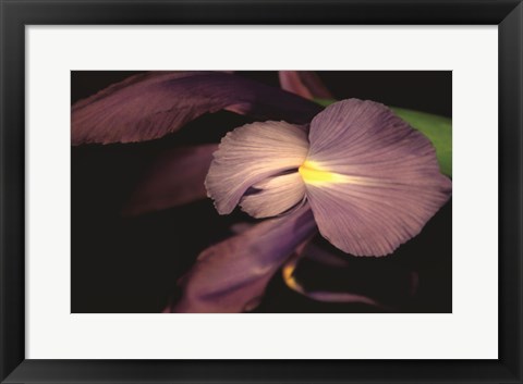 Framed Sweet Iris II Print
