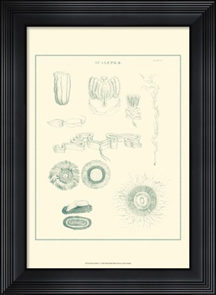 Framed Sea Nettles I Print