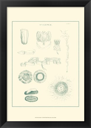 Framed Sea Nettles I Print