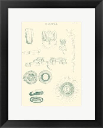 Framed Sea Nettles I Print