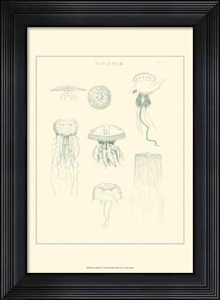 Framed Sea Nettles II Print