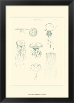 Framed Sea Nettles II Print