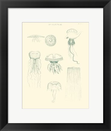 Framed Sea Nettles II Print