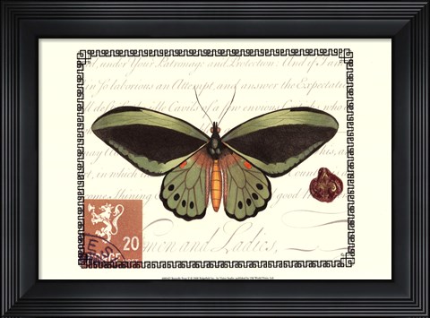 Framed Butterfly Prose II Print
