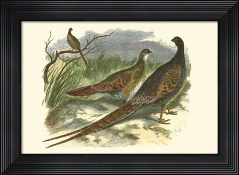 Framed Semmering Pheasant Print