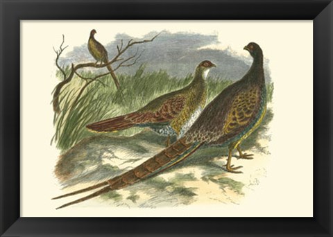 Framed Semmering Pheasant Print