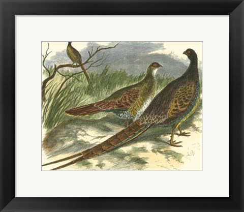 Framed Semmering Pheasant Print