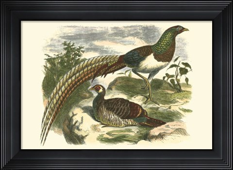 Framed Amherst Pheasant Print